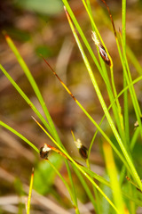 Oreojuncus monanthos
