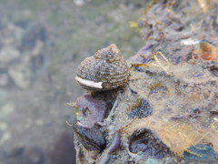 Vetigastropoda