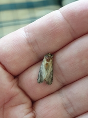 Pericyma cruegeri