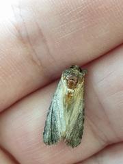 Pericyma cruegeri