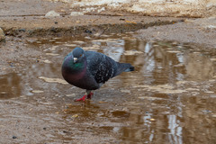Columba livia domestica