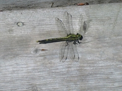 Arigomphus