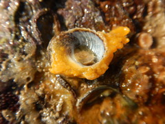 Euchelus asper