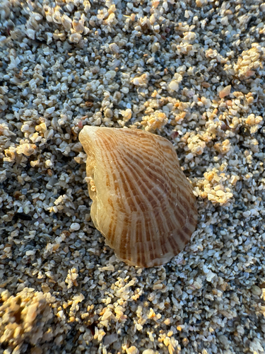 Isognomon observed 2026-04-29