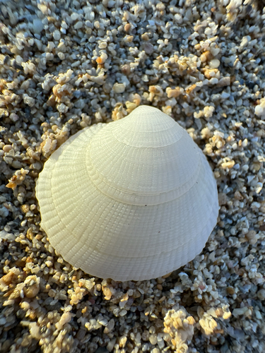 Ctena bella observed 2026-04-29