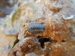 Chitoninae