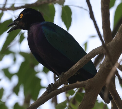 Purple Starling