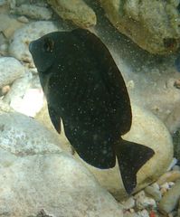 Acanthurus chirurgus
