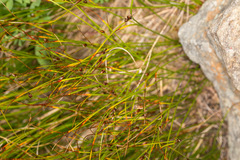 Oreojuncus monanthos