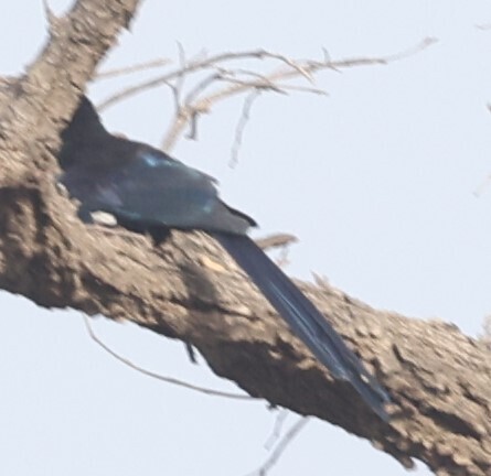Green Woodhoopoe