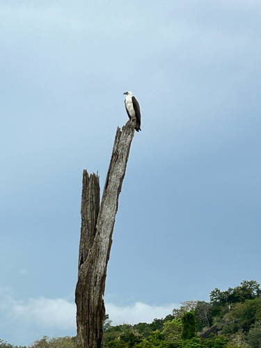 White-bellied Sea-Eagle