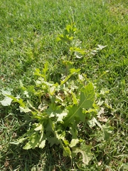 Sonchus oleraceus