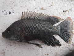 Oreochromis urolepis