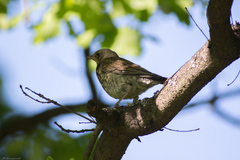 Turdus pilaris