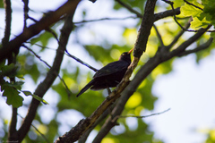 Turdus merula