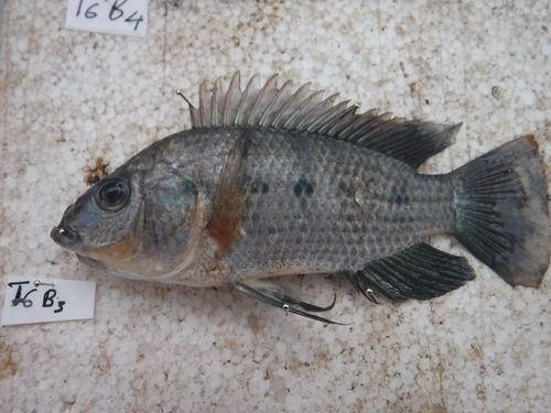Rufiji tilapia (Oreochromis urolepis) — Cichlidae — 2