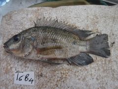 Oreochromis urolepis