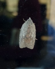 Acleris placidana