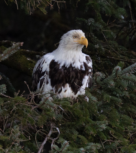 Bald Eagle photographed in Alaska