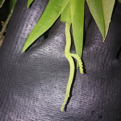 Oberonia padangensis