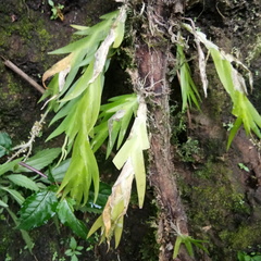 Oberonia padangensis