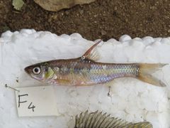 Enteromius paludinosus