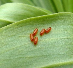 Lilioceris merdigera