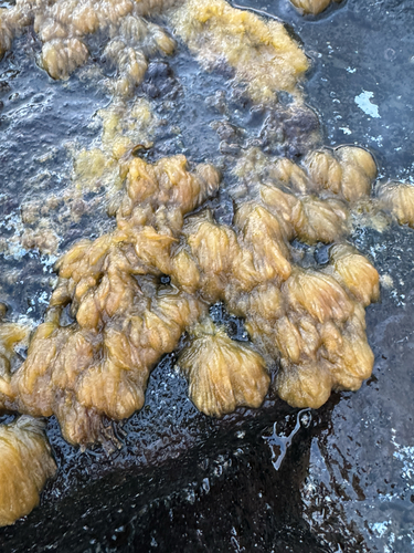 Asteronema breviarticulatum observed 2026-04-29