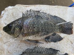 Oreochromis leucostictus