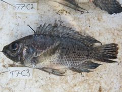 Oreochromis leucostictus