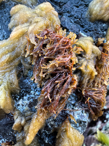 Chnoospora, 2026-04-29