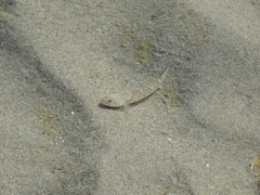 Pomatoschistus microps