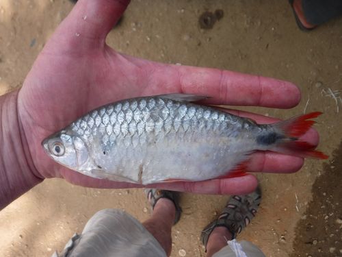 Redfin robber (Brycinus affinis) — Alestidae — 5