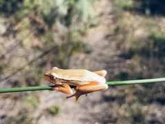 Hyperolius horstockii