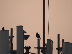 Acridotheres grandis