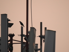 Acridotheres grandis