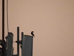 Acridotheres grandis