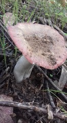 Russula luteotacta