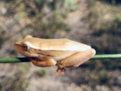 Hyperolius horstockii