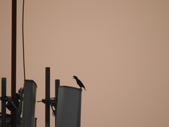 Acridotheres grandis