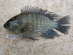 Oreochromis leucostictus