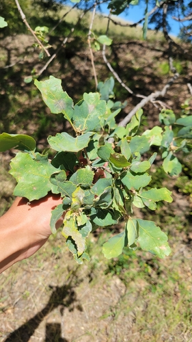 iNaturalist observation photo of Dumosae