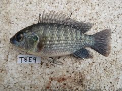 Oreochromis leucostictus