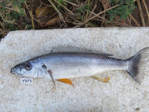 Rhamphochromis longiceps