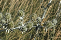 Eryngium macrocalyx