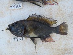 Astatotilapia calliptera