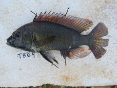 Astatotilapia calliptera