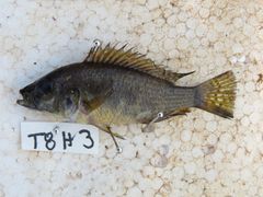 Astatotilapia calliptera