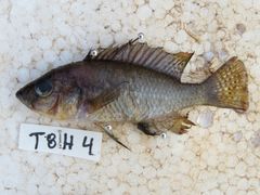 Astatotilapia calliptera