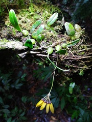 Bulbophyllum retusiusculum